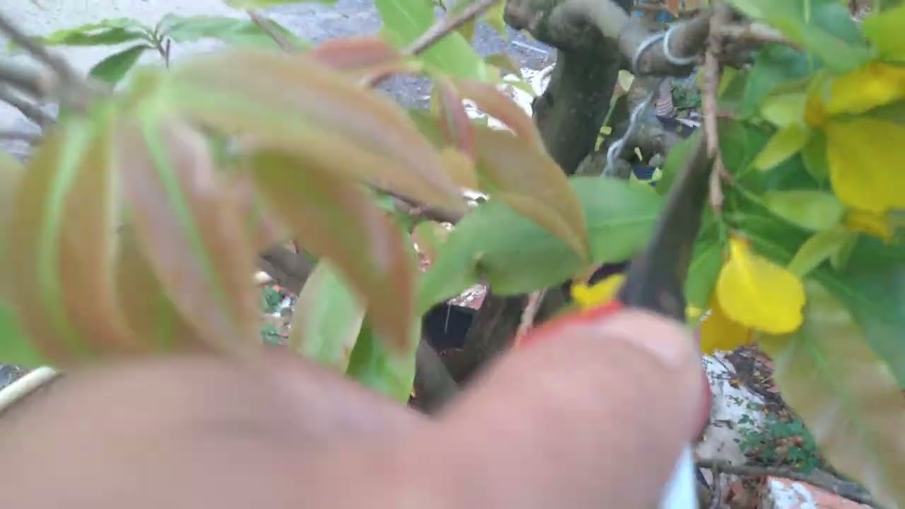 phục hồi mai sau tết - có nên cắt lá non và thúc sâu - mai cúc đọt đỏ - lộc mai thực là gì ?