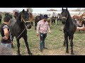 Caii lui Feri de la Belfir, Bihor - Expozitie privata de cai - 2019 Nou!!!