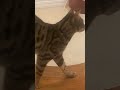 Cat Wheel