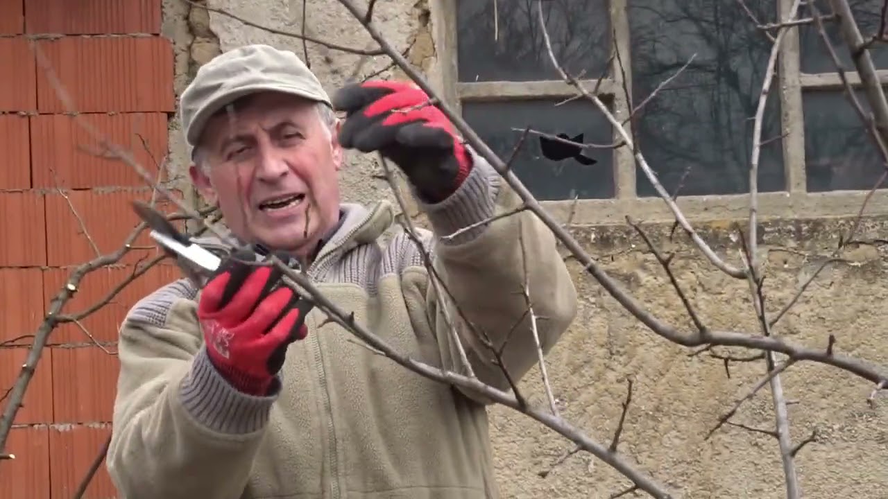 Coroana la un prun de 3 ani