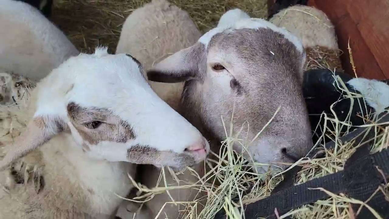 Goats and sheep eating hay. ASMR if you like the sound of animals eating.