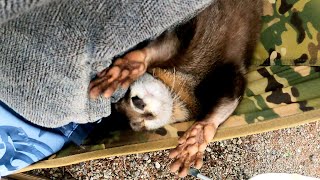 How do the otters spend their time when camping? [Otter life Day 531]