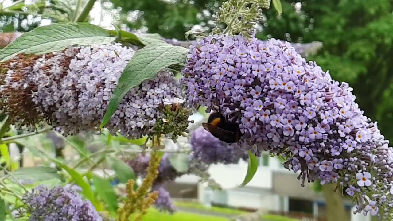 Butterfly Bush YouTube