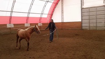 Weanling Halter Training - KC Day 4 part 1