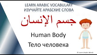 Arabic Words 51 - Topic: Human Body - Plural / Тема: Тело человека - Множественное число