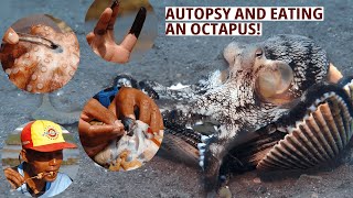 Octopus Autopsy, Fishing, and Cuisine: Unveiling Octopus | Trans 7 Global (27/11/23)