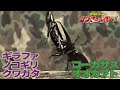 【公式】コーカサスオオカブト vs ギラファノコギリクワガタ【甲虫バトル ムシファイター！】#19
