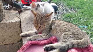 Cute Cats Are Resting Listening To The Beautiful Song Of Birds.