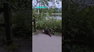 Nothing Is Stopping This Beaver Building His Dam