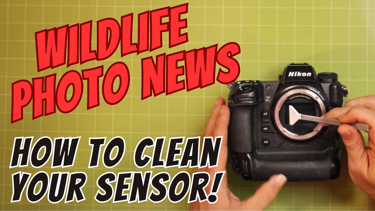 Nikon Zfc Sensor Clean Wildlife Photo News - Lightroom Update, Nikon lenses & Firmware Update ...
