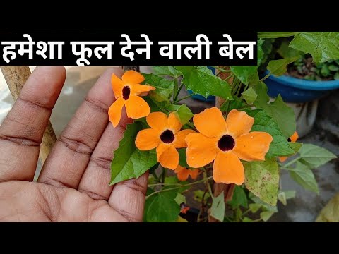 वीडियो: ब्लैक आइड सुसान फ्लावर: ब्लैक आइड सुसान उगाने के टिप्स