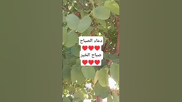 دعاء الصباح 🤲 صباحيات 🤲 أذكار الصباح 🤲 حالات واتس 🤲 صباح الخير ♥️ #دعاء_الصباح #صباح_الخير