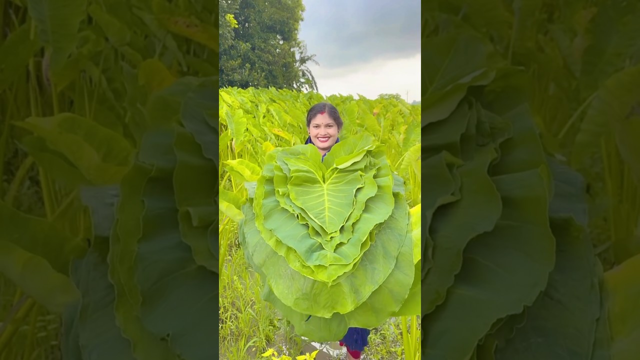 Secret village Recipe:Taro Leaf Mash with garlic & Nigelle #shorts #trending #yotubeshorts #cooking