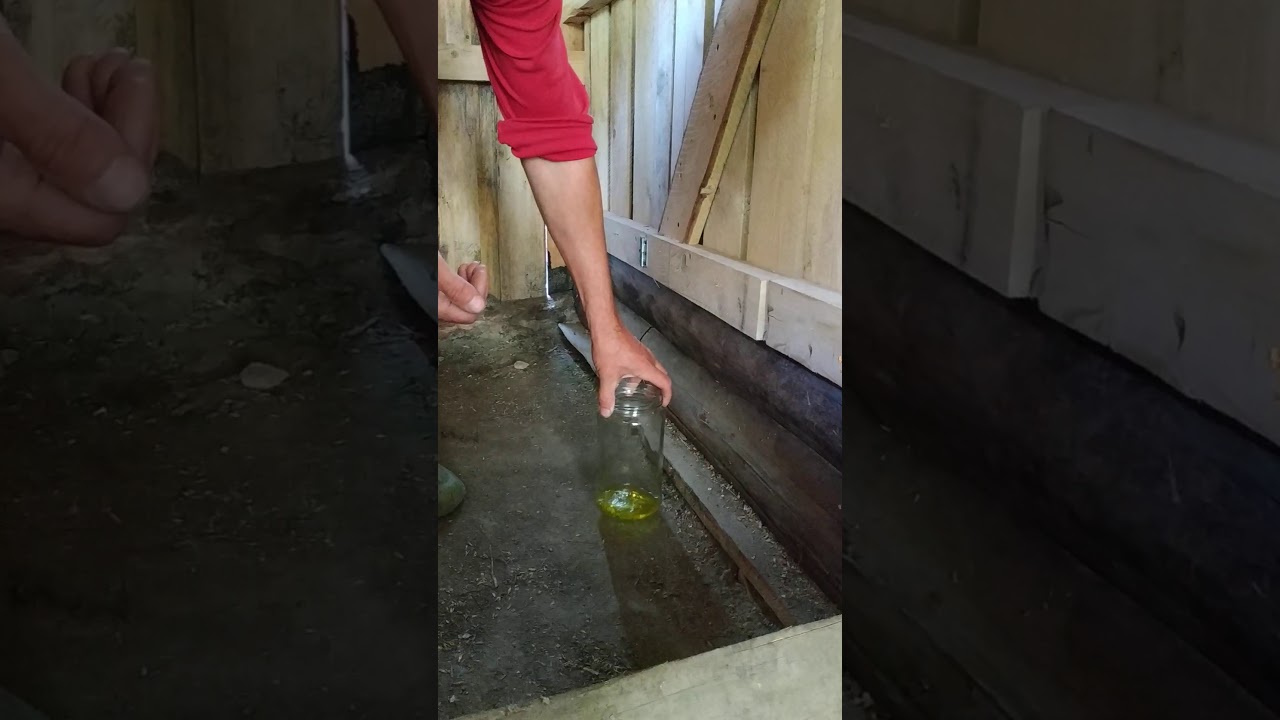 Обработка козлятника от паразитов!!! Йод однохлористый, или джин всемогущий.