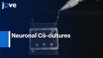 Neuronal Co-cultures Preparation with Single Cell Precision | Protocol Preview