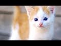 cute kitten playing | cute cat video