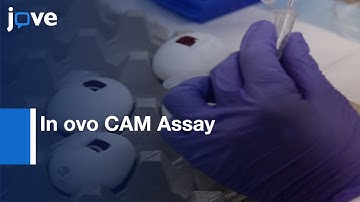 In ovo CAM Assay : Xenograft Model of Hepatocellular Carcinoma | Protocol Preview