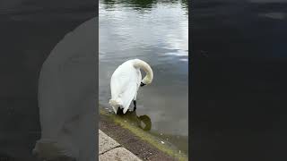 Swans at Hyde Park London