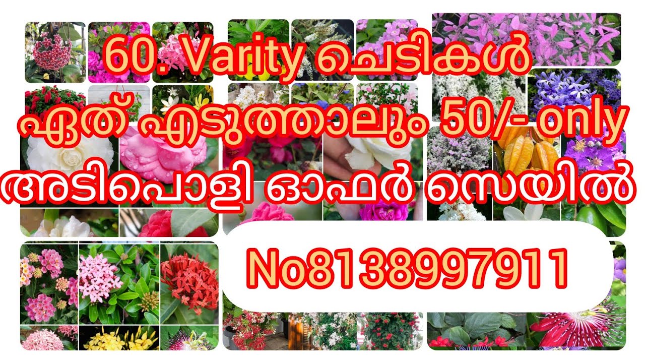 60 varity ചെടികൾ ഏത് എടുത്താലും 50/- മാത്രം #flowers #garden #ds garden