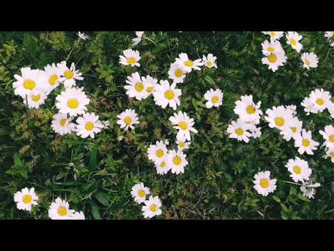 Daisy Kingdom გვირილების სამეფო