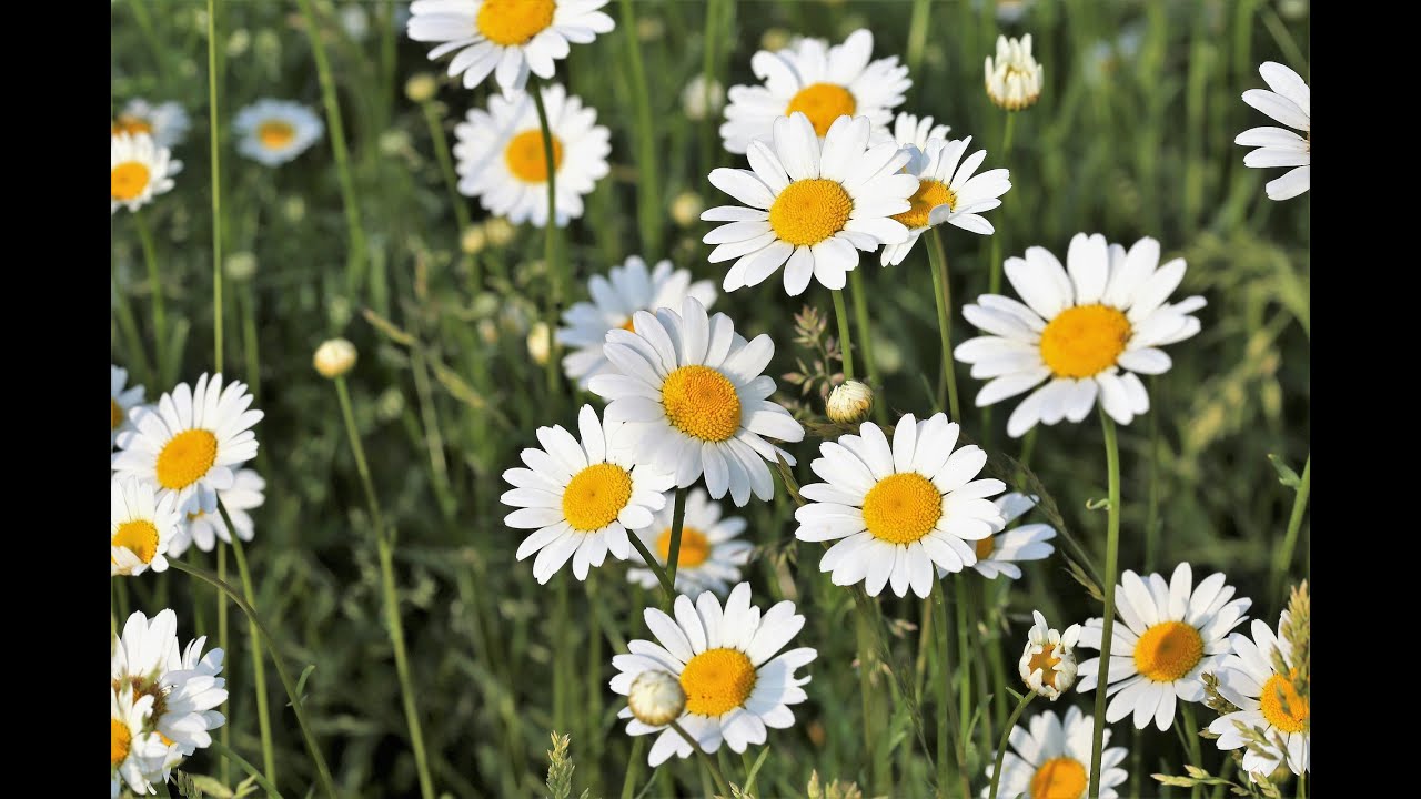 Beautiful Flower Status Video,Best Nature Video Status for Whatsapp