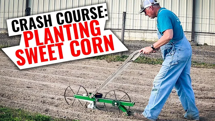 The ONLY Way You Should Plant Sweet Corn - DayDayNews