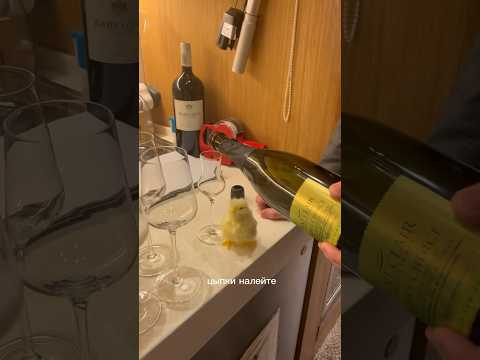 Дегустируем вино с Цыпкой!