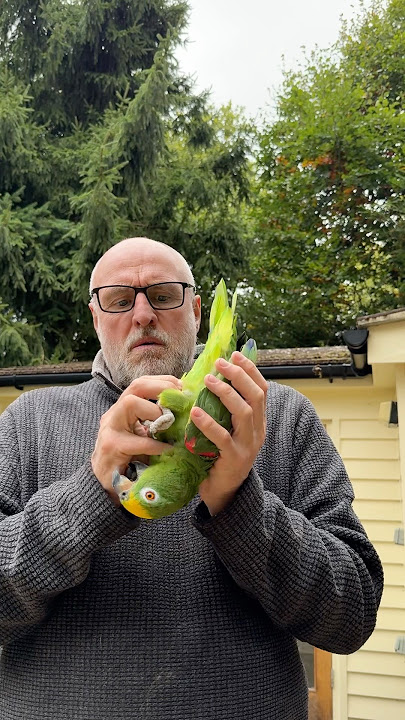 I’m back in favour folks 😀 #sid #parrot #funnyanimals #pets #love #fun #happy