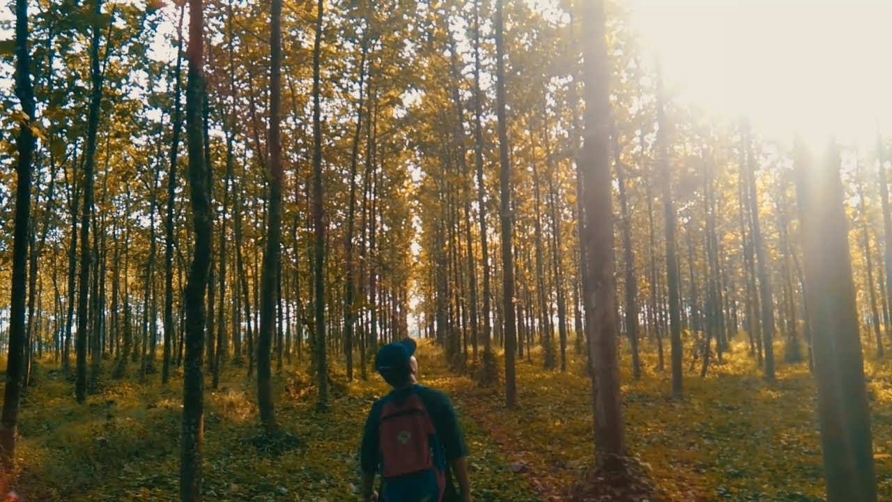  HUTAN  JATI  CINEMATIC VIDEO YouTube