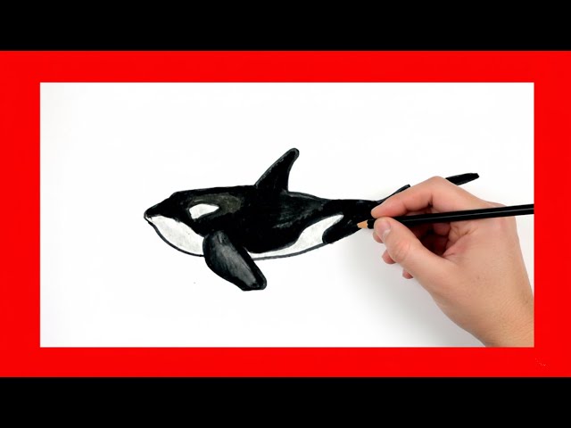 Easy How to draw Orca in ROBLOX Fish it - YouTube