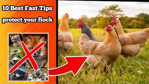 3 Minutes Of How To PROTECT Your Birds From Predators  ! Best Tips !
