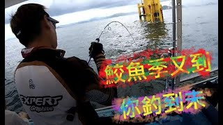 【香港釣魚】《鮫魚季又到你釣到未》有字幕