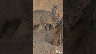 #african #wildcat #kitten #southafrica  #krugernationalpark #pksafaris #wildlife