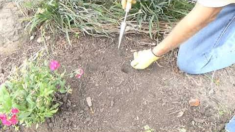 TDI Brands DeWit Dibber