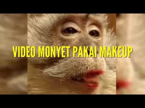Video Lucu Monyet Pakai Makeup Genit & Bikin Ngakak ...
