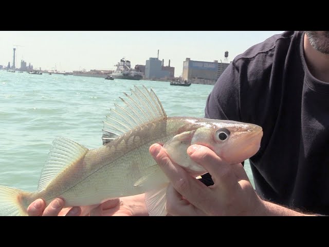 CuriosiD: How do you catch fish in the Detroit River? And are they