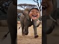 #funny #viral #viralvideo #fyp #foryou #youtubeshorts #youtube #thai #ไวรัล #ฮาๆ #ช็อตเด็ด #ฟีดดดシ