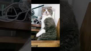 Funniest Animals  Videos Best Of The 2022 #shorts #animals #cat #dog #pets#monkeys ➡✅