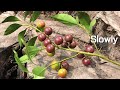 ABC TV | How To Make Flacourtia Jangomas Paper Branch (Slowly) - Craft Tutorial