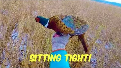 Fresh Snow Adventure! Pheasant Hunting 2022 (Public Land) #PheasantHunting #UplandHunting #nature 