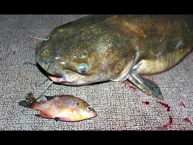 How to catch catfish with bluegill - fishing for catfish with bluegill 