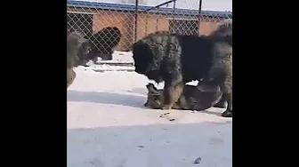 Caucasian Shepherd attack on wolf | Caucasian Shepherd | Wolf | Premier Pets.