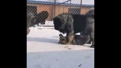 Thumbnail of Caucasian Shepherd attack on wolf | Caucasian Shepherd | Wolf | Premier Pets.