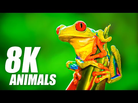 Wild Animals Collection
