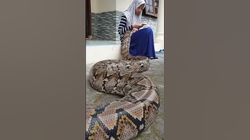 Phyton play with girls #amazing  #animal  #shorts  #pets