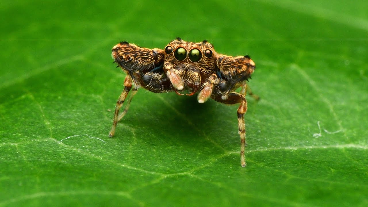 Pilia malenadu | Jumping Spider | New Species 