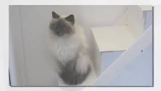 yt1s com   A Holiday Park For Your Cats  DownsSide Cattery