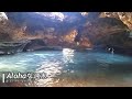 Alohaな週末 ~Hawaii LocalのWeekend~ #Shorts