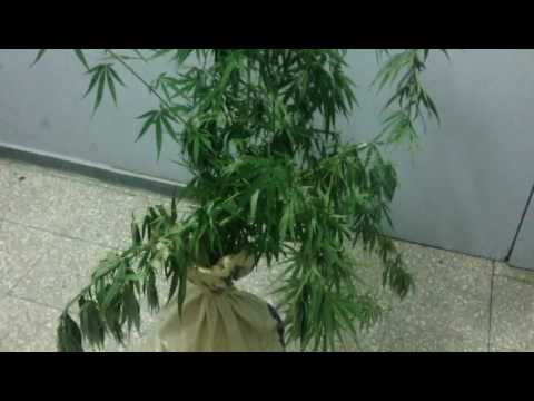 Ocupan planta de marihuana en SFM