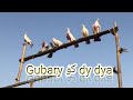 Gubary کو dy dya ||ApNAShook #apnashook​